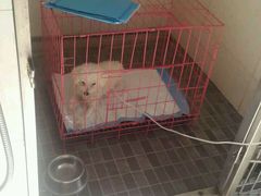 android_upload_pic-爱侣宠医·鹦鹉专科·小型哺乳类·异宠专科(灵石路店)