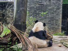 -都江堰中华大熊猫苑