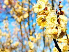 -梅花山(明孝陵内)