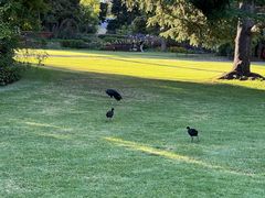 -墨尔本皇家植物园