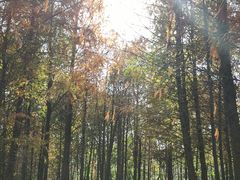 -上海海湾国家森林公园