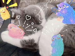 -伟伟宠物医院·瑞派猫友好医院·猫科(光谷店)