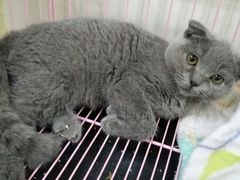 -瑞鹏宠物医院·骨科·猫科·内科(第一中心)