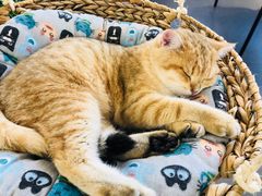 -Heymao猫咖.咖啡厅(东门店)