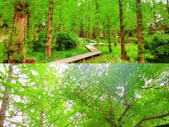 -国家植物园南园