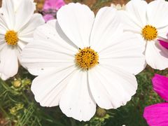 -松山湖梦幻百花洲