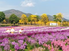 -天适樱花悠乐园
