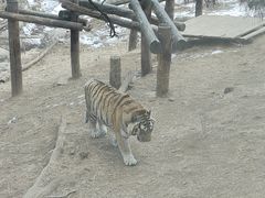 -大连森林动物园