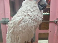 -大胡同天津菜·海肠捞饭·津门皮皮虾锅贴一绝(西姜井店)