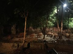 -清迈夜间动物园