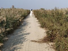 -南大港湿地风景区