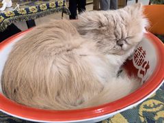 -平行世界·猫咖(首经贸店)