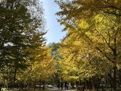 -长白岛森林公园