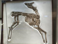 -安徽省地质博物馆