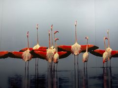 -罗红摄影艺术馆