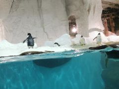 -大连圣亚海洋世界