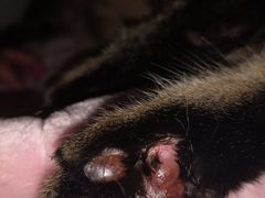 -喜多萌中农锦绣动物医院24H·猫科·牙科MRI·CT
