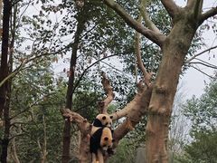 -都江堰中华大熊猫苑