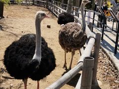 -大连森林动物园