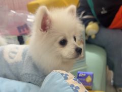 -翊宠yipet猫狗购宠庄园犬舍•猫舍