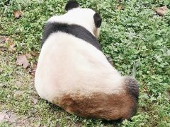 -都江堰中华大熊猫苑