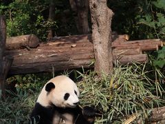 -成都大熊猫繁育研究基地