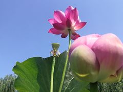 -白洋淀景区