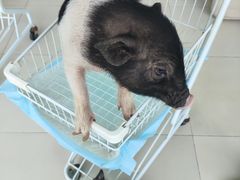 -怪兽屋·羊驼·猫咖·狗咖(俊华广场店)