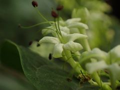 -呀路古热带植物园