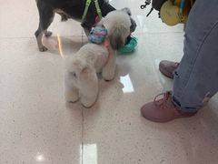 -帕帕拉兹宠物(亚洲旗舰店)