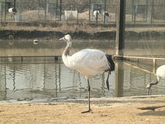 -盐城丹顶鹤湿地生态旅游区
