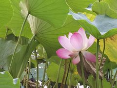 -莲花池公园