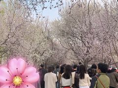 -桃花堤公园