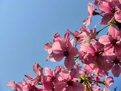 -桃花涧