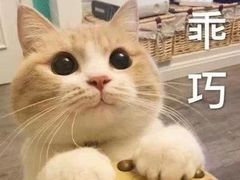 -Cappucimeow猫咪咖啡馆(韦伯时代店)