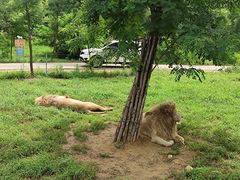 -秦皇岛野生动物园