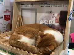 -爱侣·安琦尔宠物医院·中兽医针灸·心内科·狂犬免疫点(宝山区院)