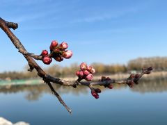 -大兴滨河森林公园