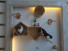 -Catmate·猫肥家润(金润铂宫店)