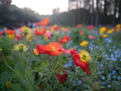 -上海共青森林公园