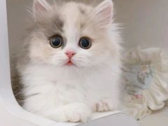 -Bastet sally猫舍购宠(静安店)