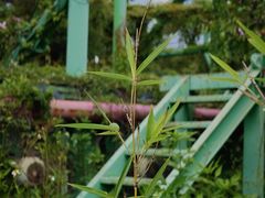 -巨鹏飞梦幻海岸