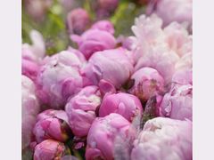 -双季花艺园艺市场(浦东店)