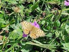-白草畔自然风景区
