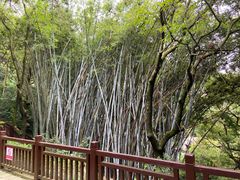 -天鹿湖森林公园