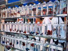 -华声天桥民俗文化园