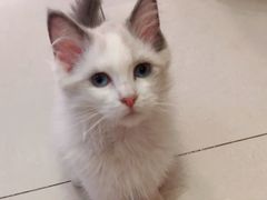 -猫咪咖啡店(新城大街店)