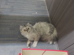 -pd派德宠物中心医院24H急重症·眼科中心·血液透析中心(嵩山北路店)