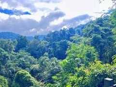 -西双版纳原始森林公园