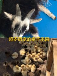 -萌宠亲子动物乐园(槐房万达店)